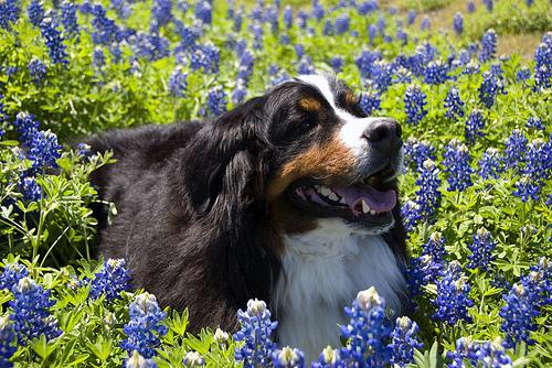 バーニーズにおすすめのおやつ5選【低カロリー・大型犬対応・成分解説付き】