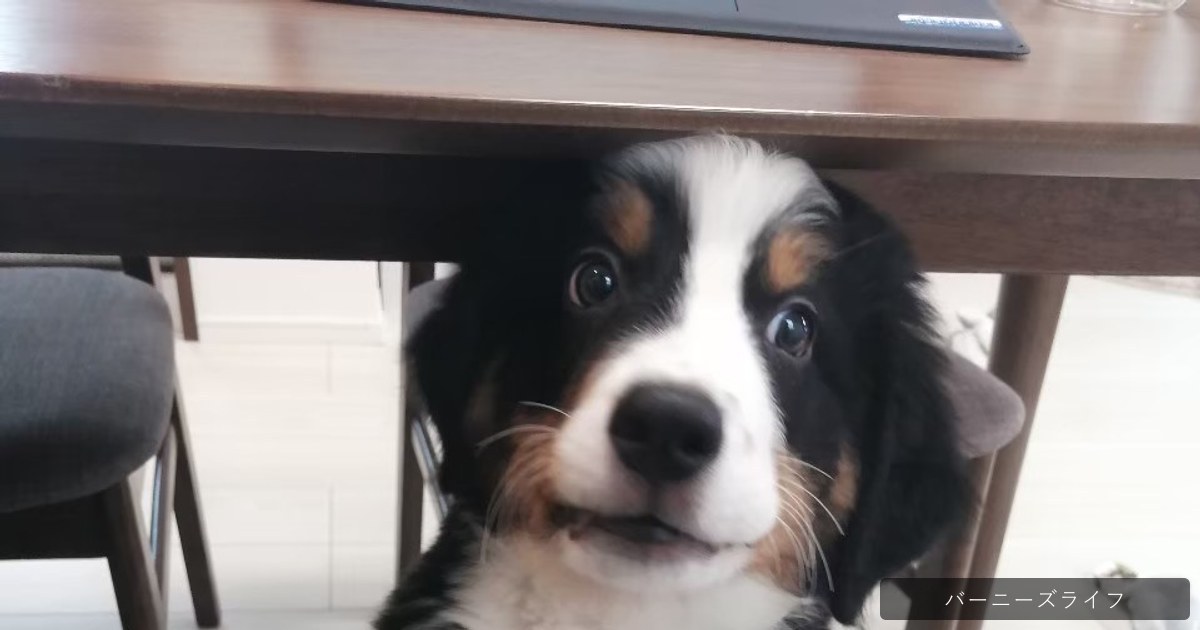 バーニーズのベル（子犬期）